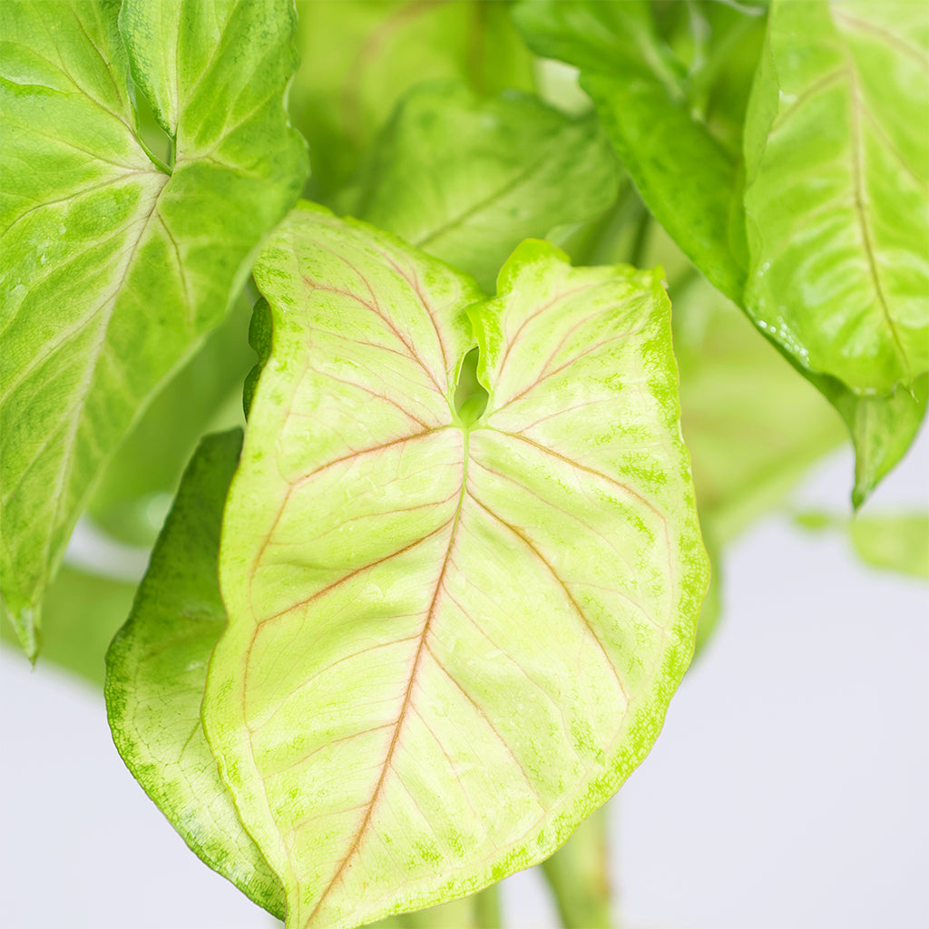 Syngonium