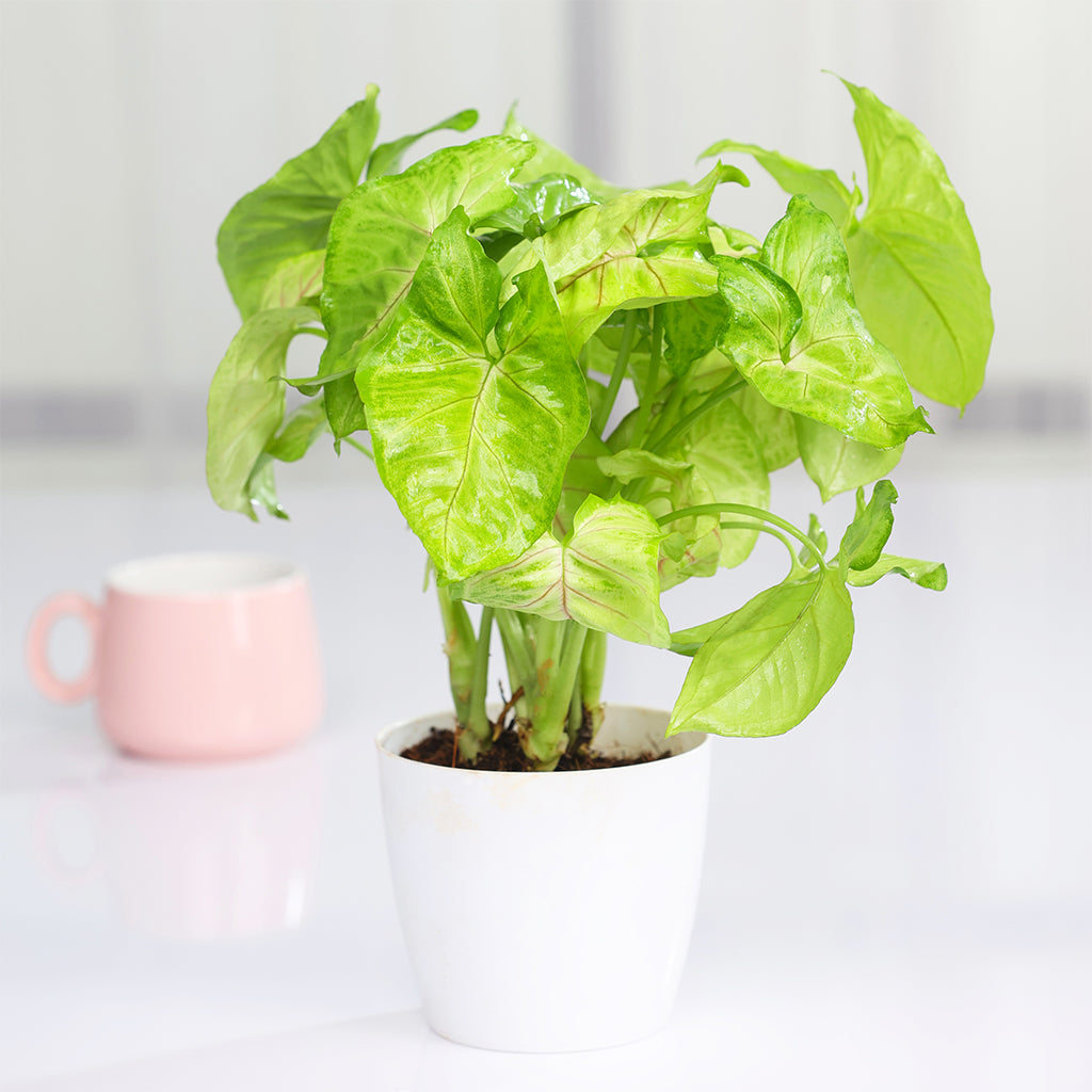 Syngonium