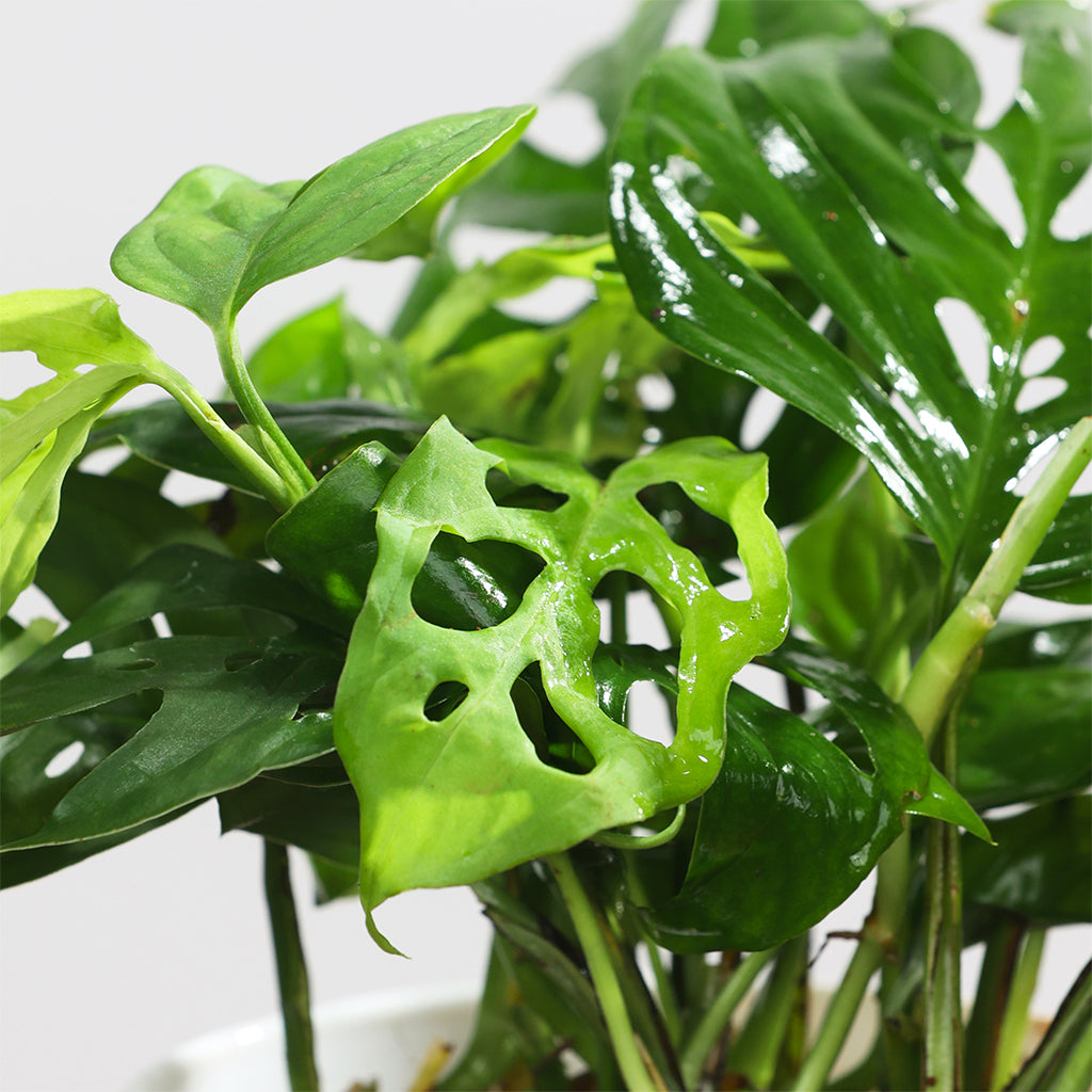 Monstera Swiss Cheese