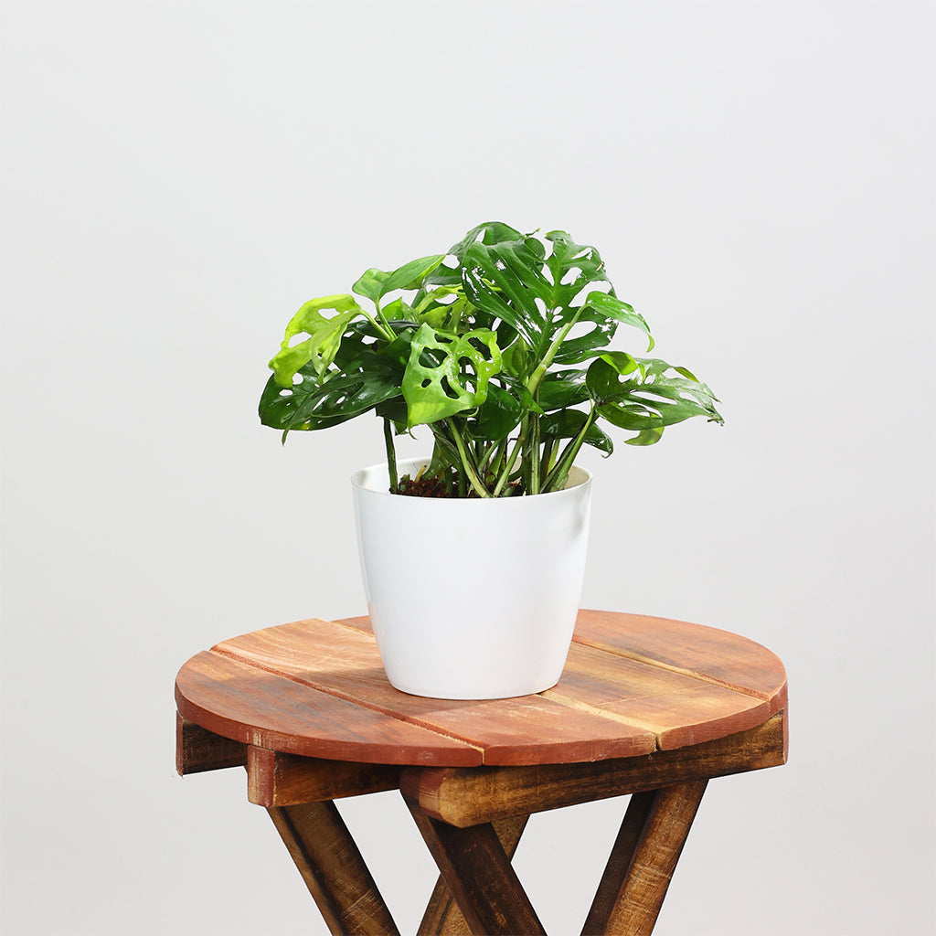 Monstera Swiss Cheese
