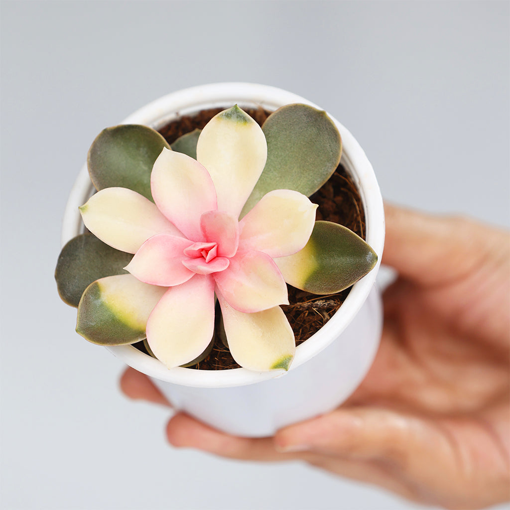 Echeveria Rainbow