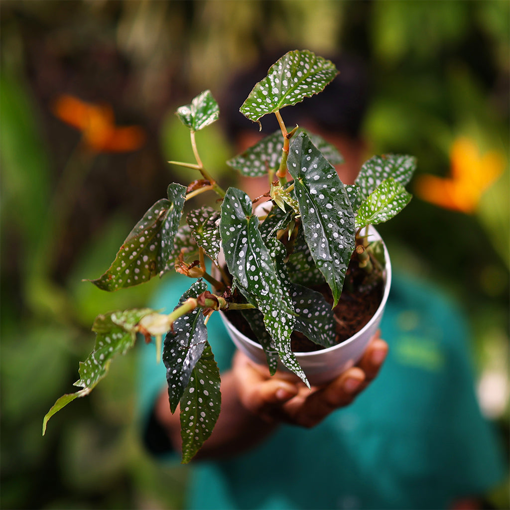 Spotted Begonia