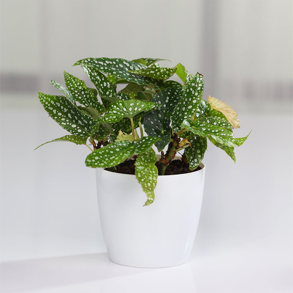 Spotted Begonia