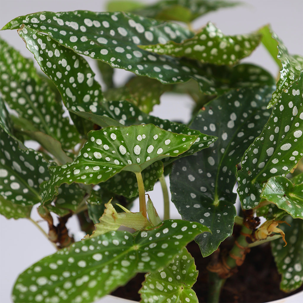 Spotted Begonia