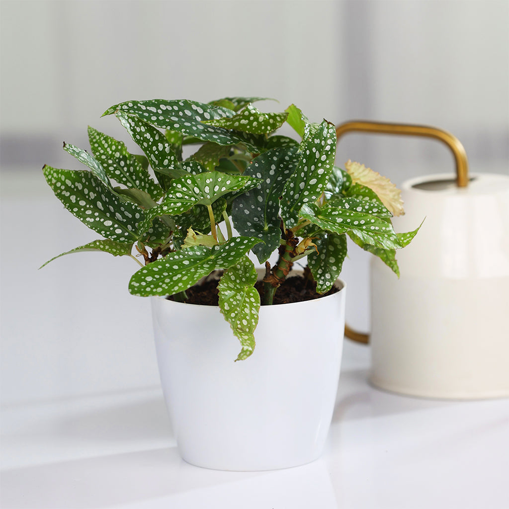 Spotted Begonia
