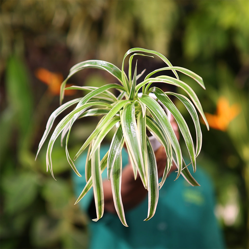 Spider plant