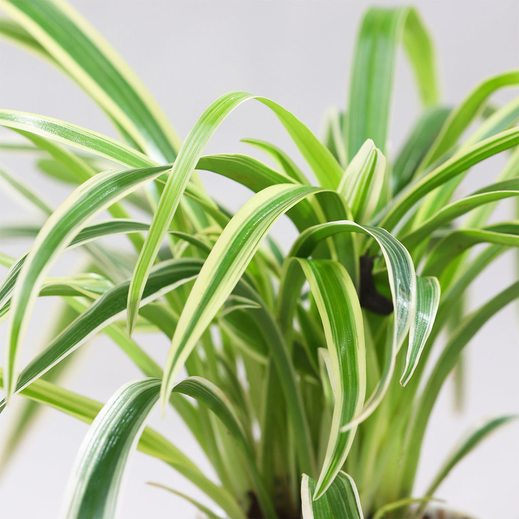 Spider plant