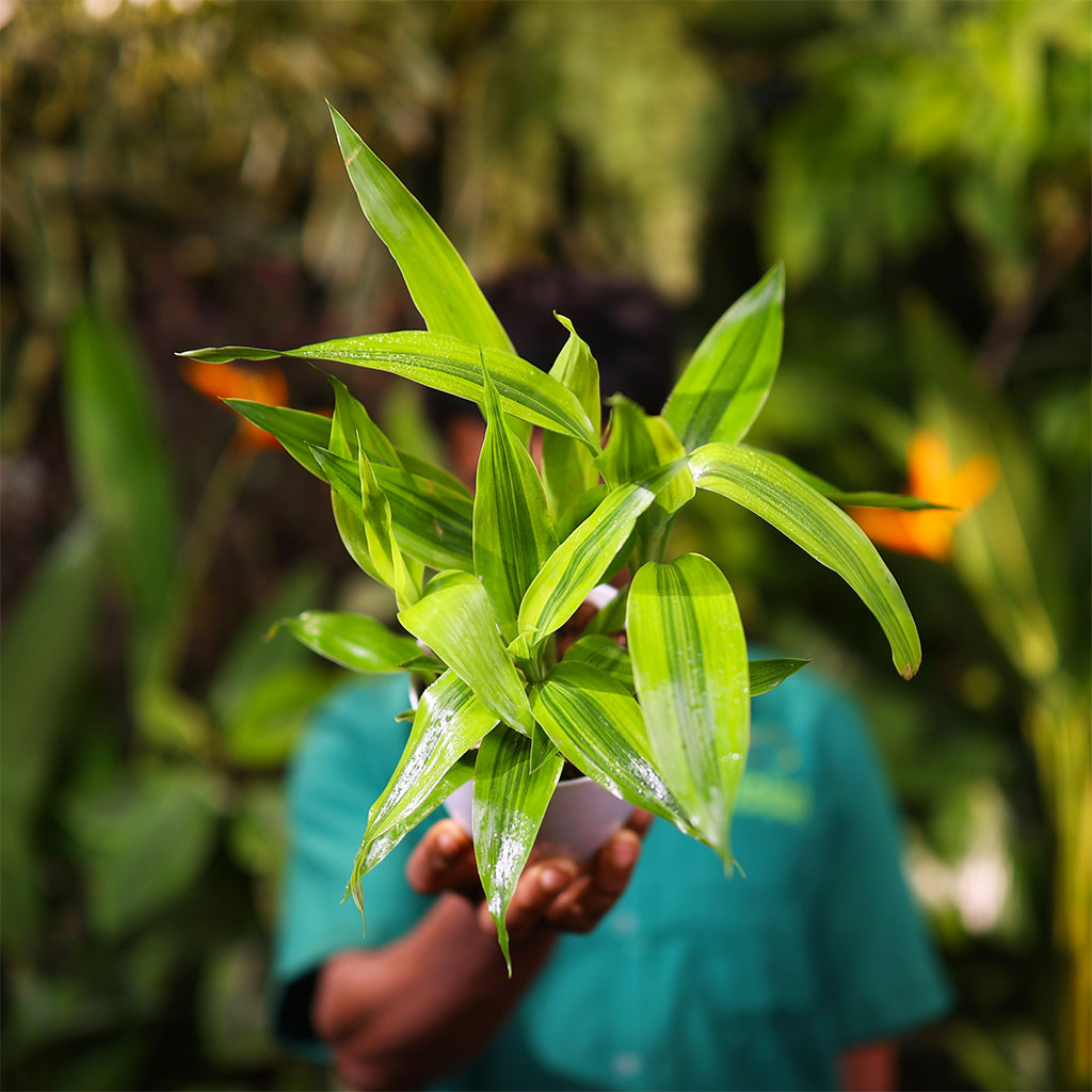 Dracaena Lemon