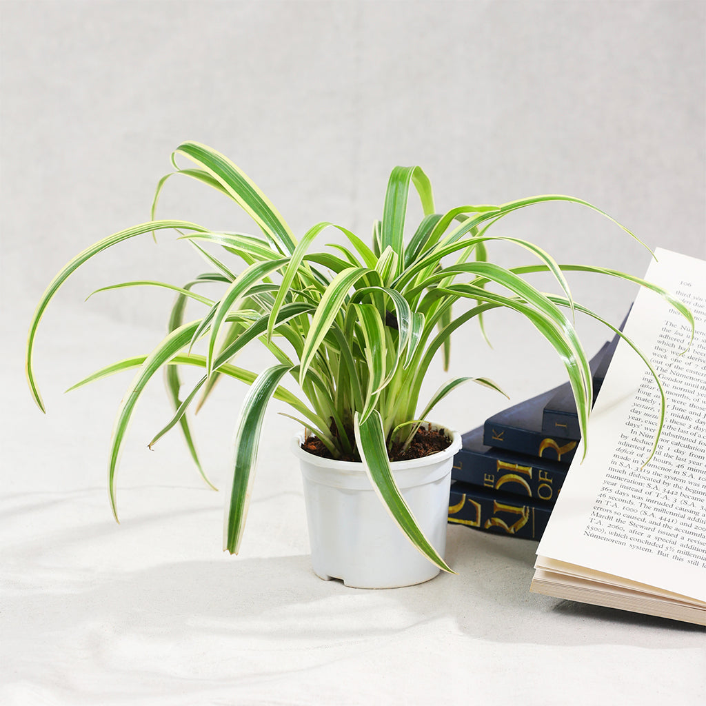 Spider plant