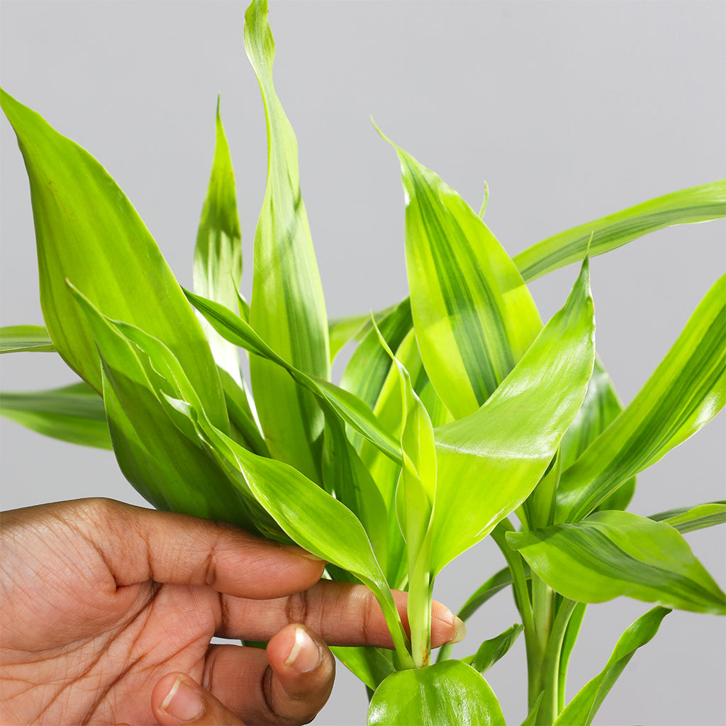 Dracaena Lemon