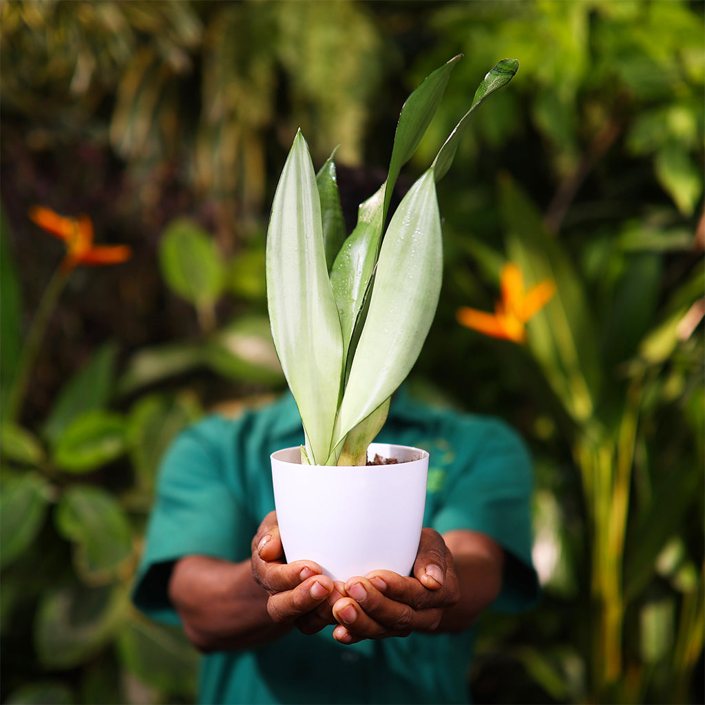 Sansevieria Moonshine