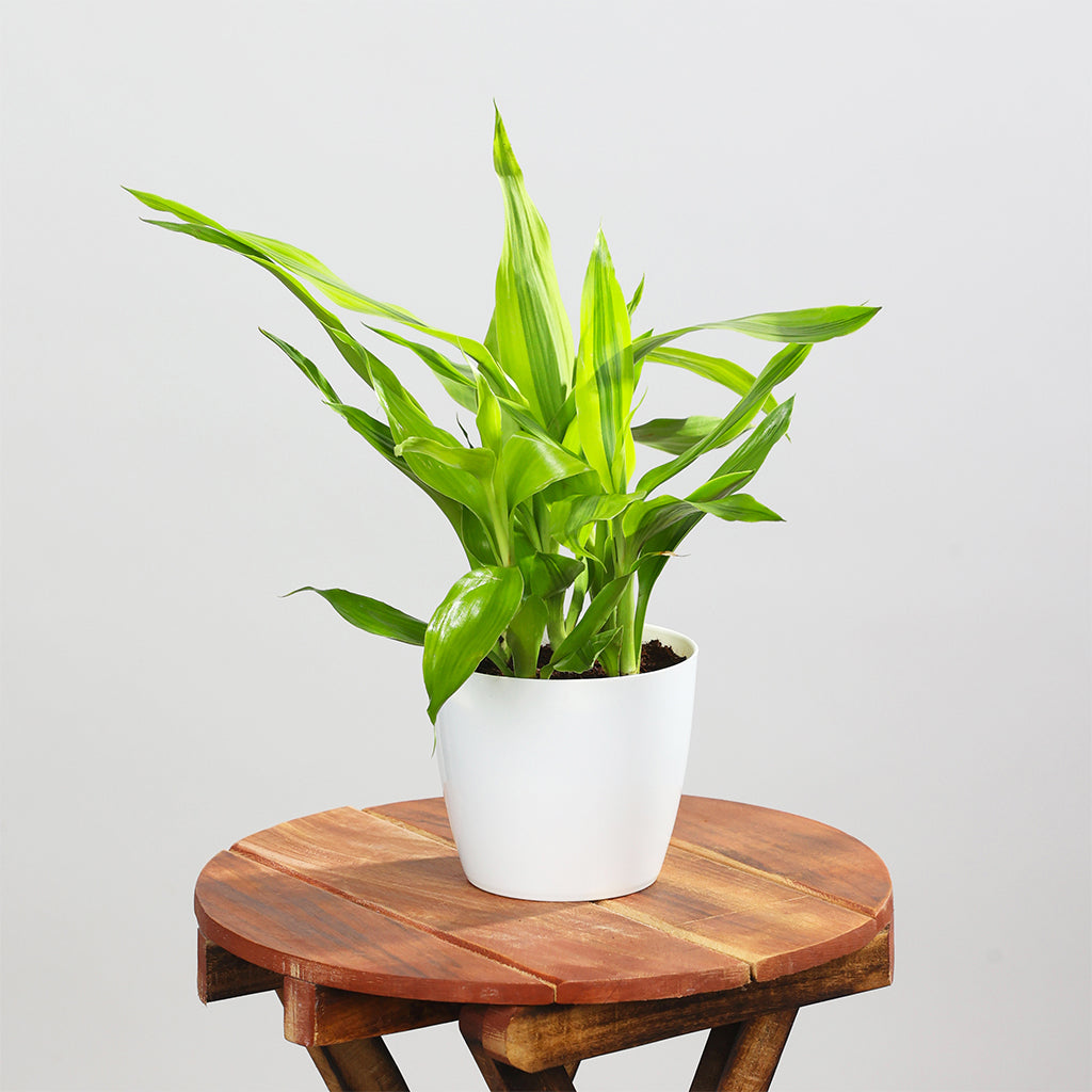 Dracaena Lemon