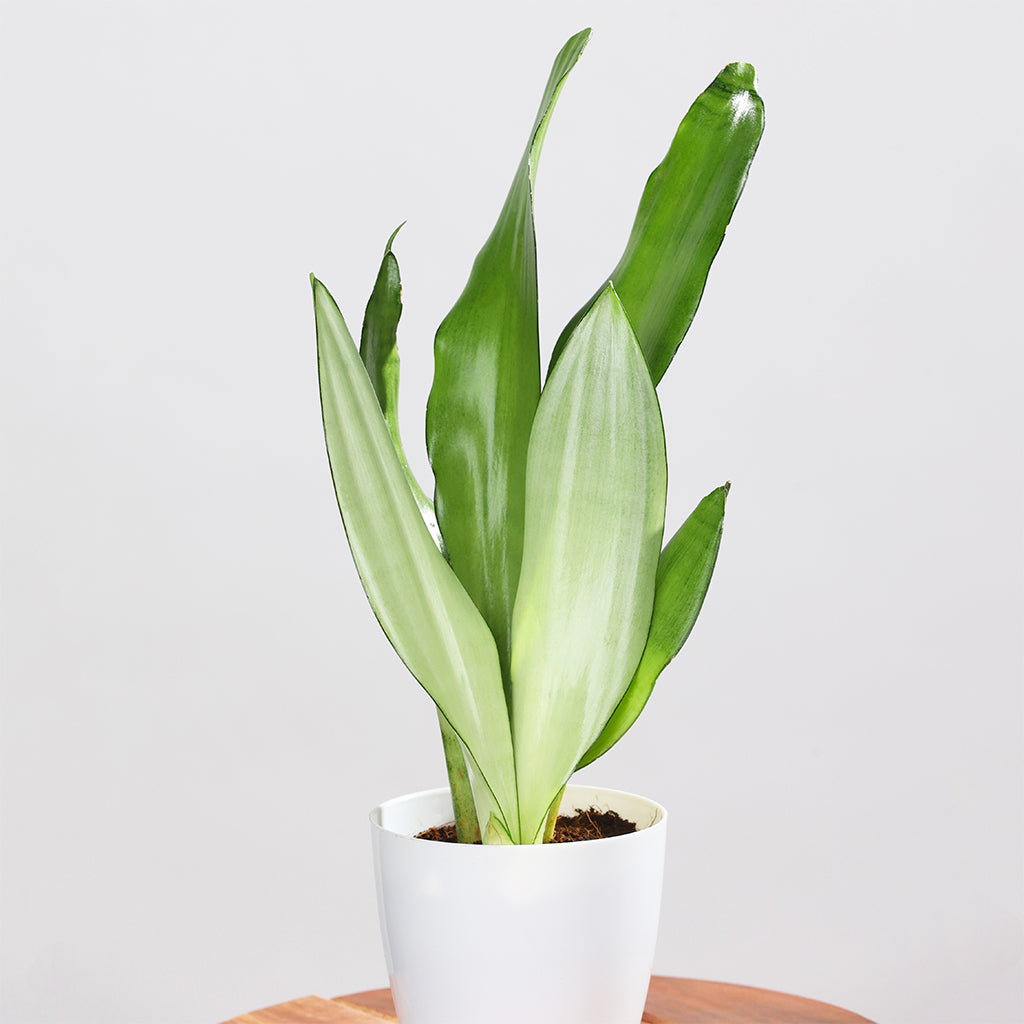 Sansevieria Moonshine