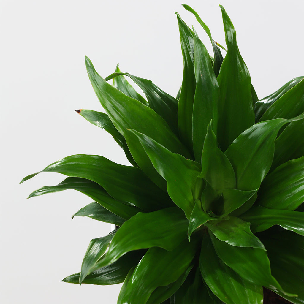 Dracaena Compacta
