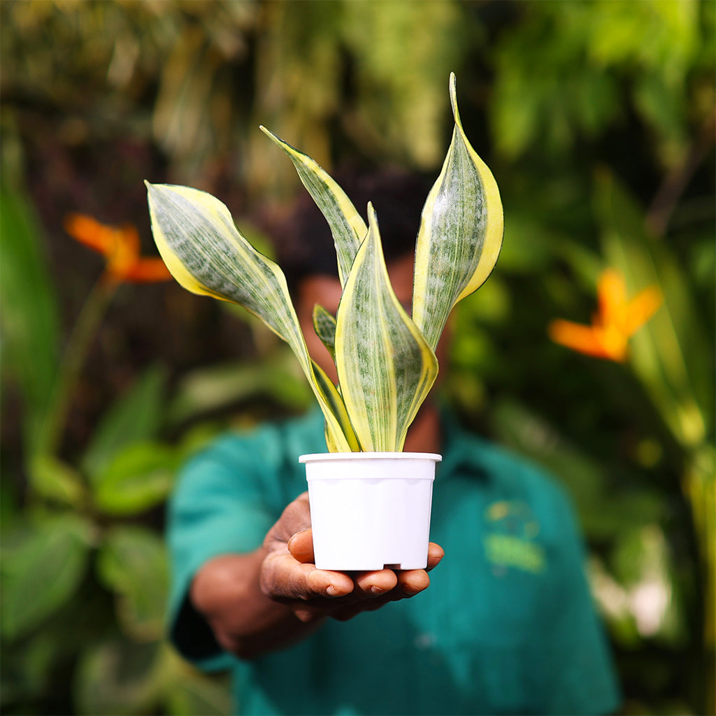 Sansevieria Gold Flame