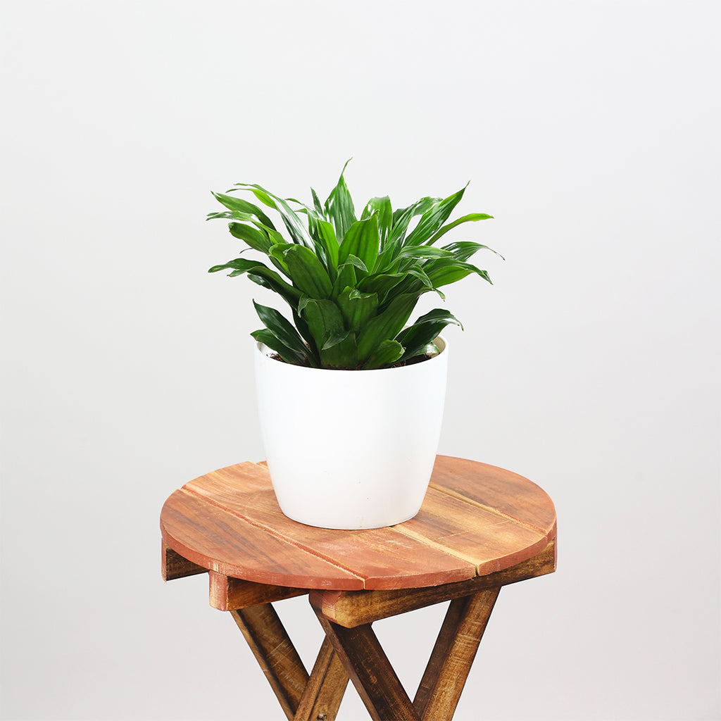 Dracaena Compacta