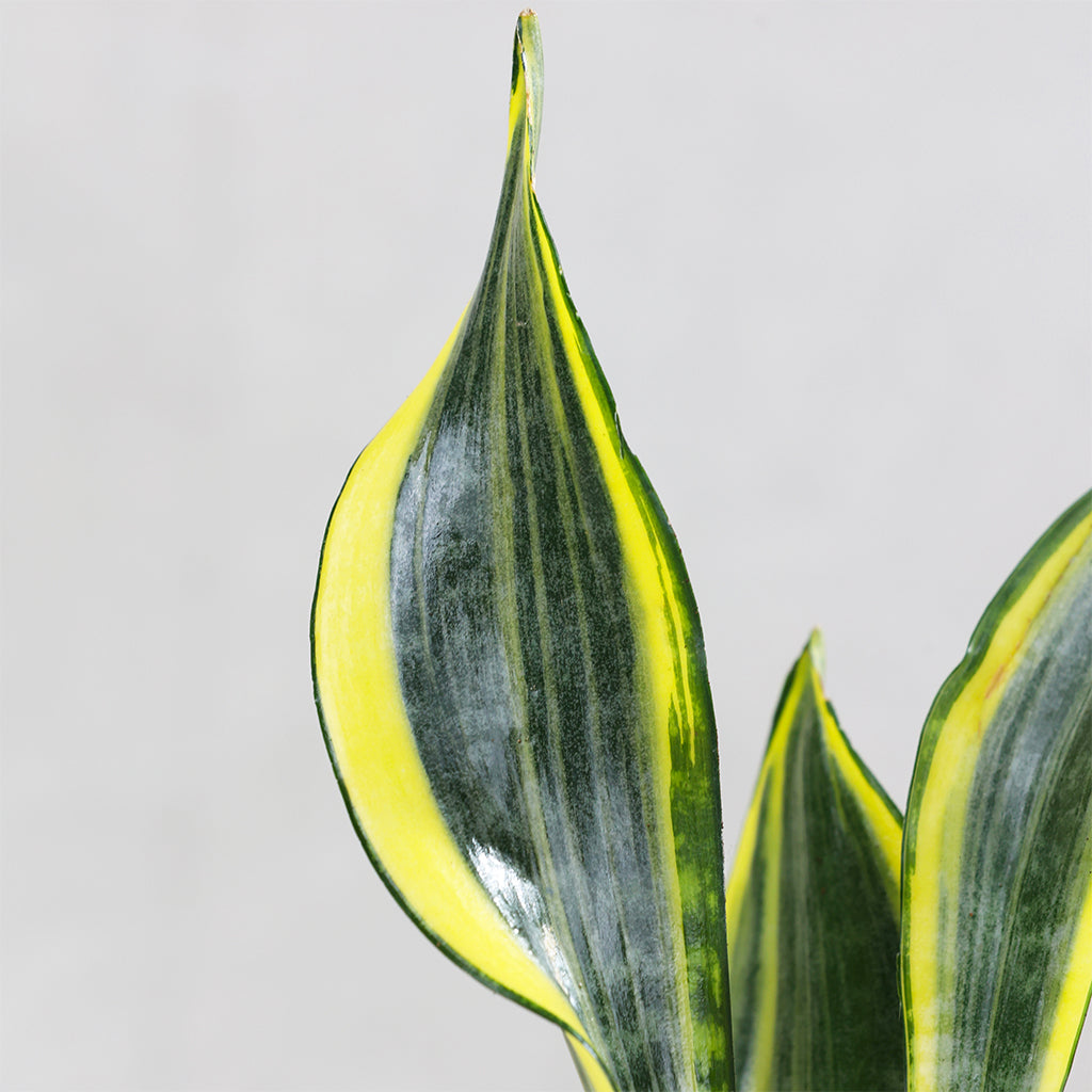 Sansevieria Gold Flame