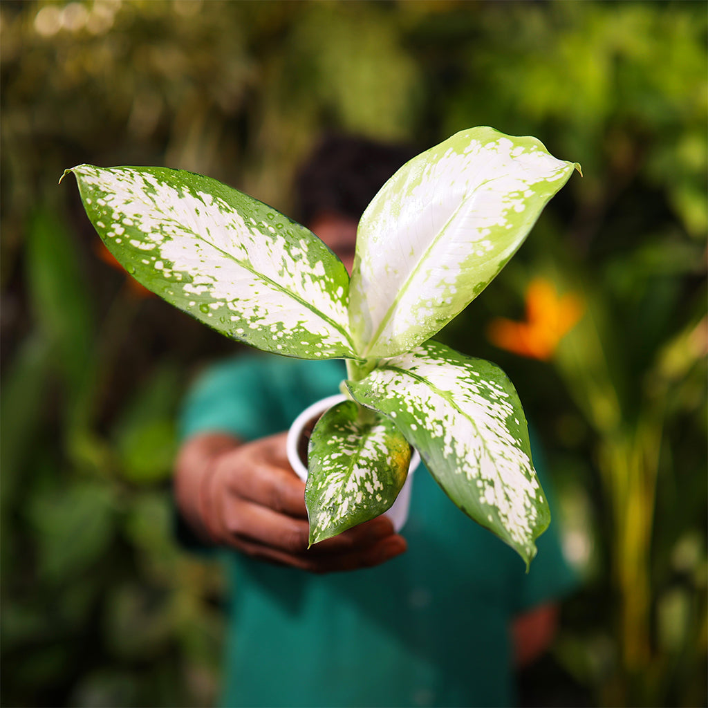 Dieffenbachia