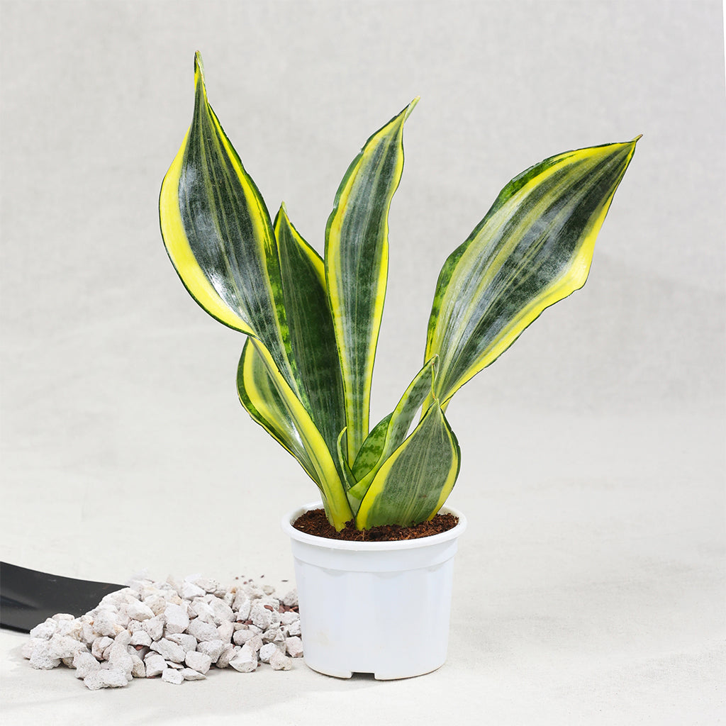 Sansevieria Gold Flame