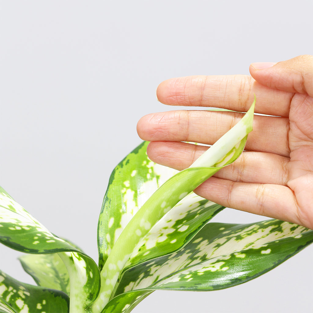 Dieffenbachia