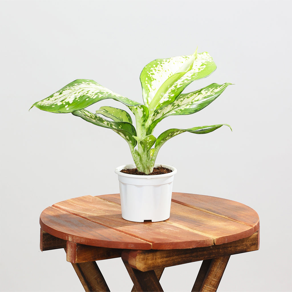 Dieffenbachia