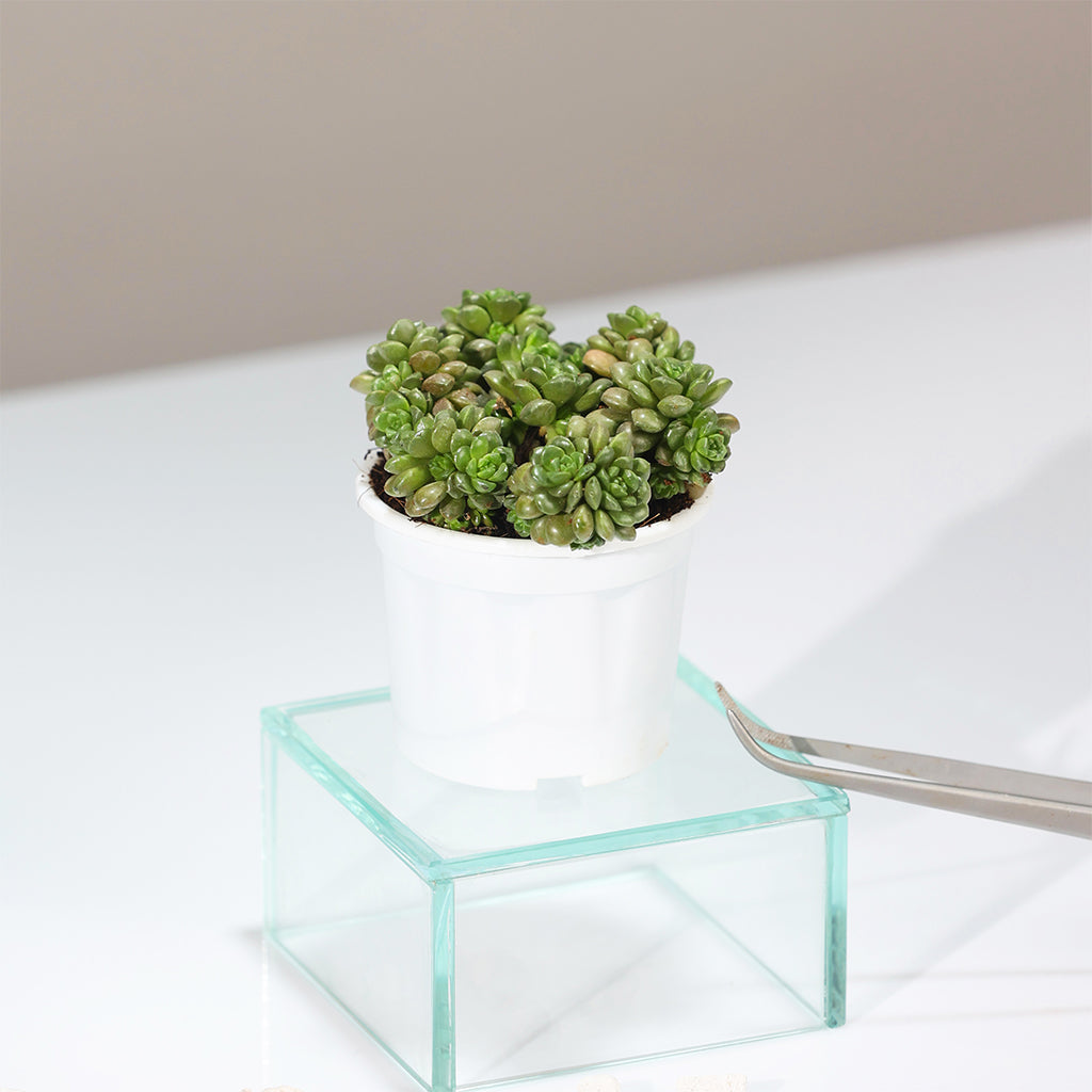 Sedum Little Gem