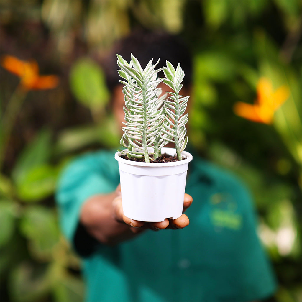 Pedilanthus Varigated