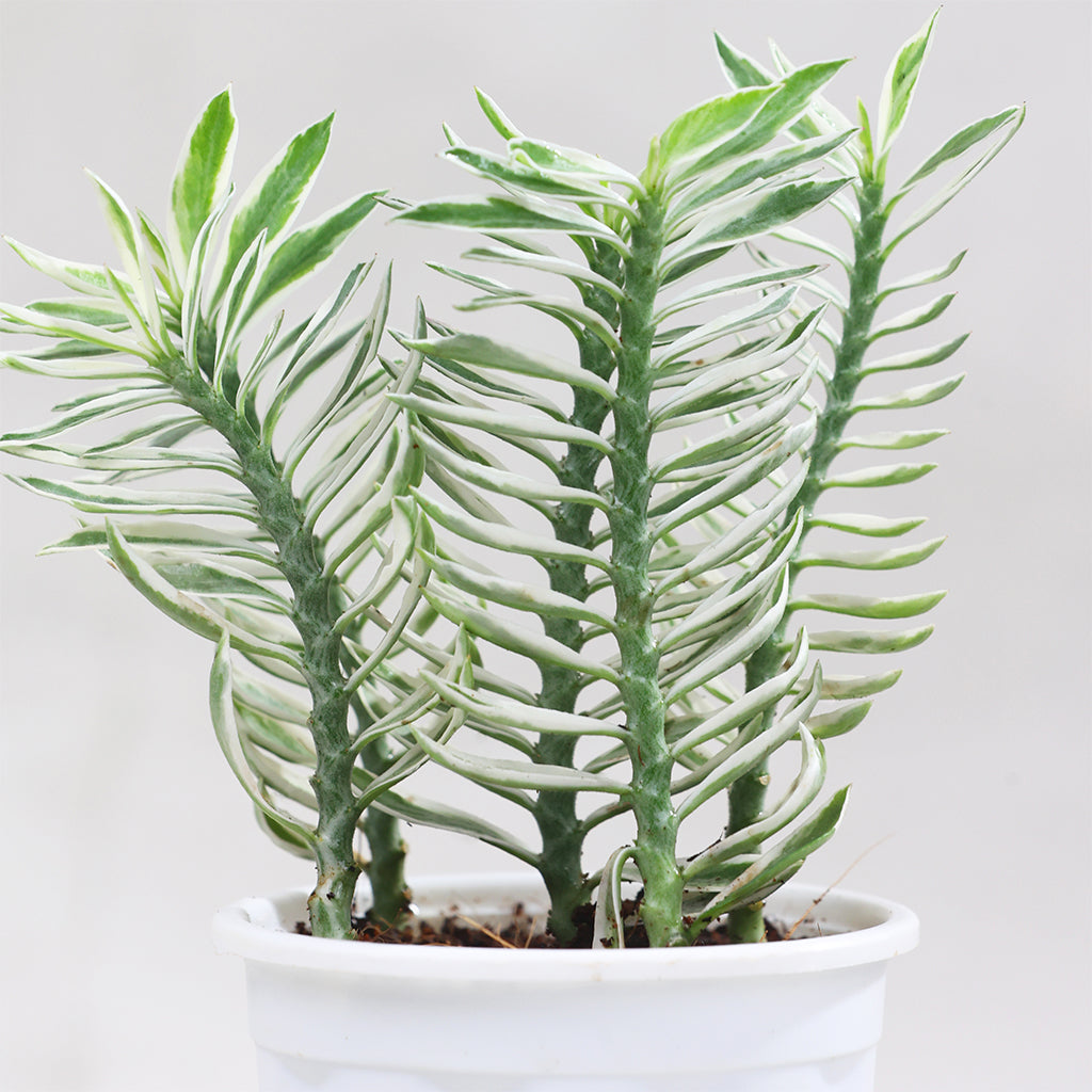 Pedilanthus Varigated