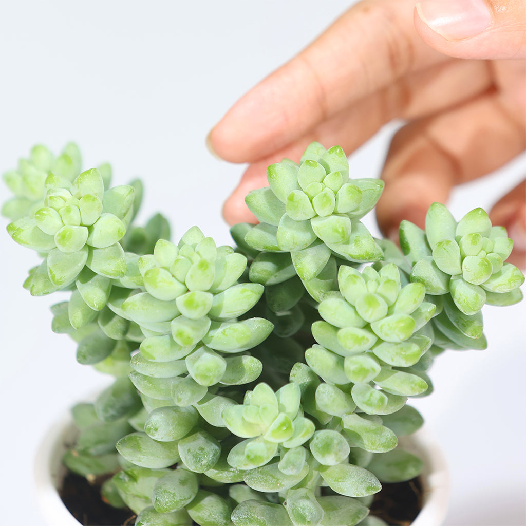 Burros Tail