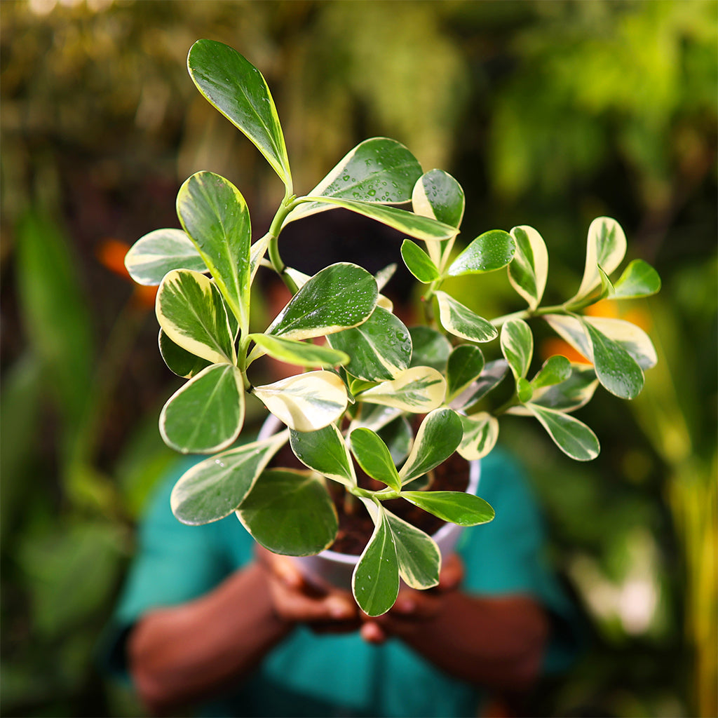 Clusia Rosea