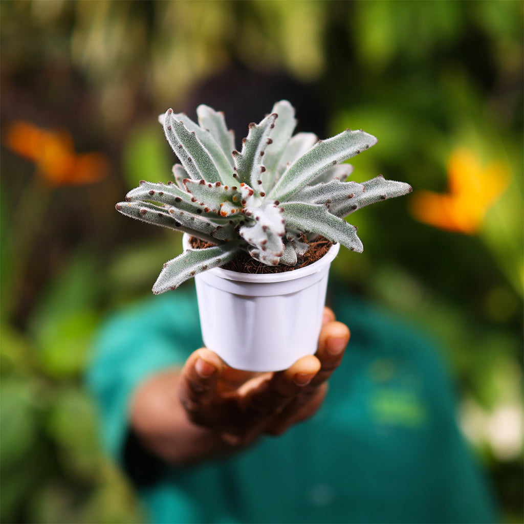 Dracaena Chocolate Soldier