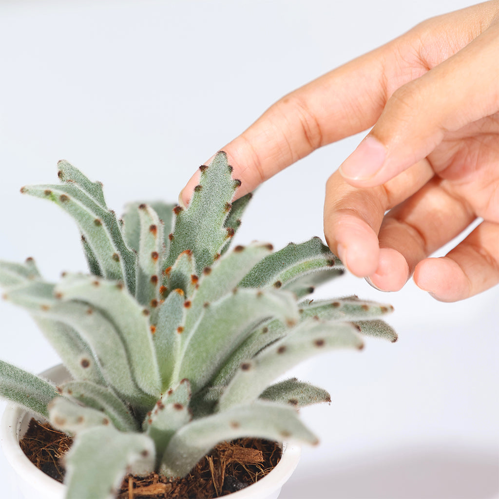 Dracaena Chocolate Soldier