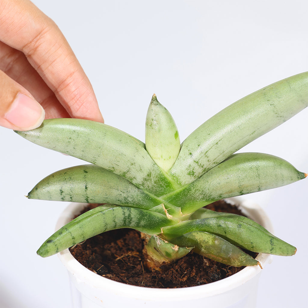 Sansevieria Boncel