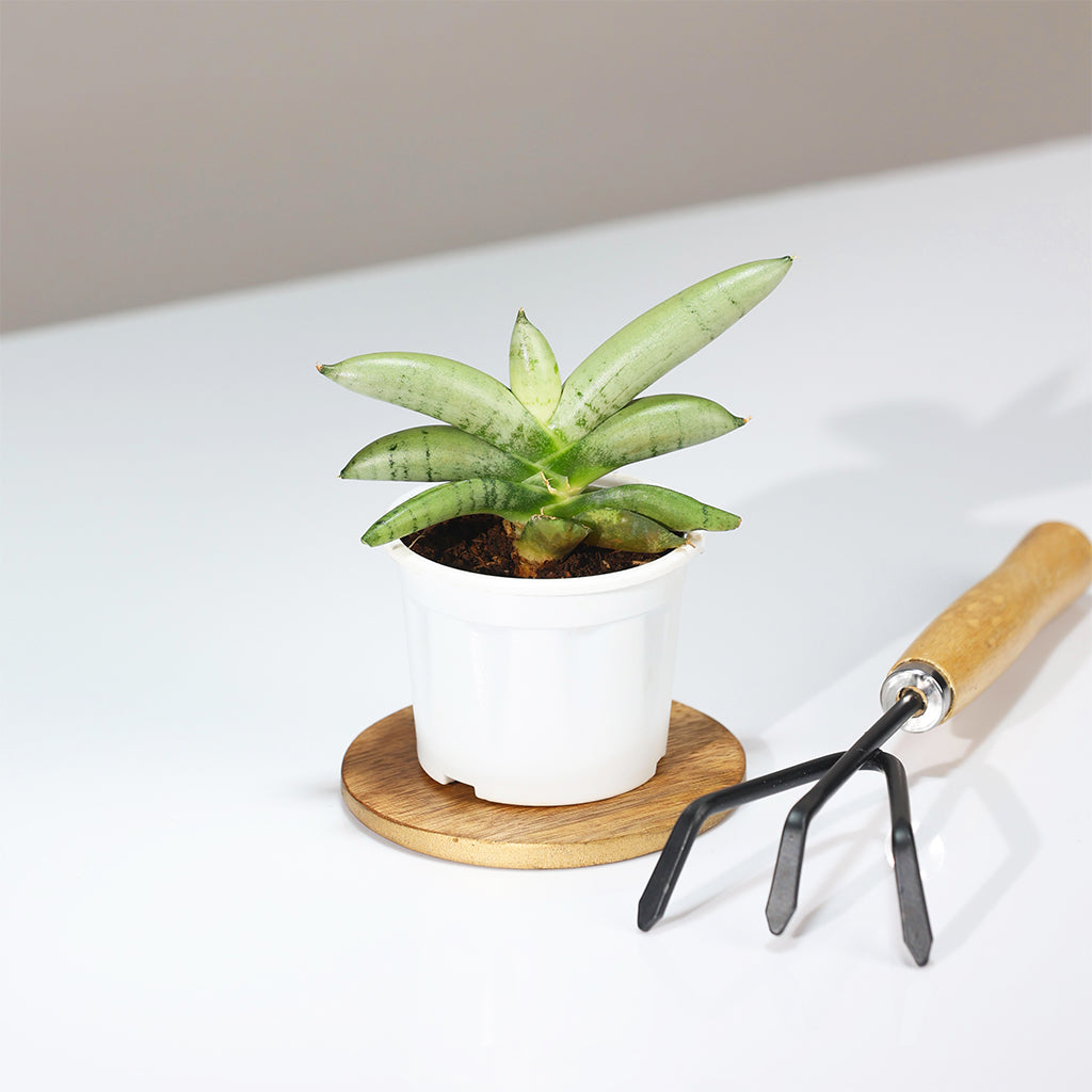 Sansevieria Boncel