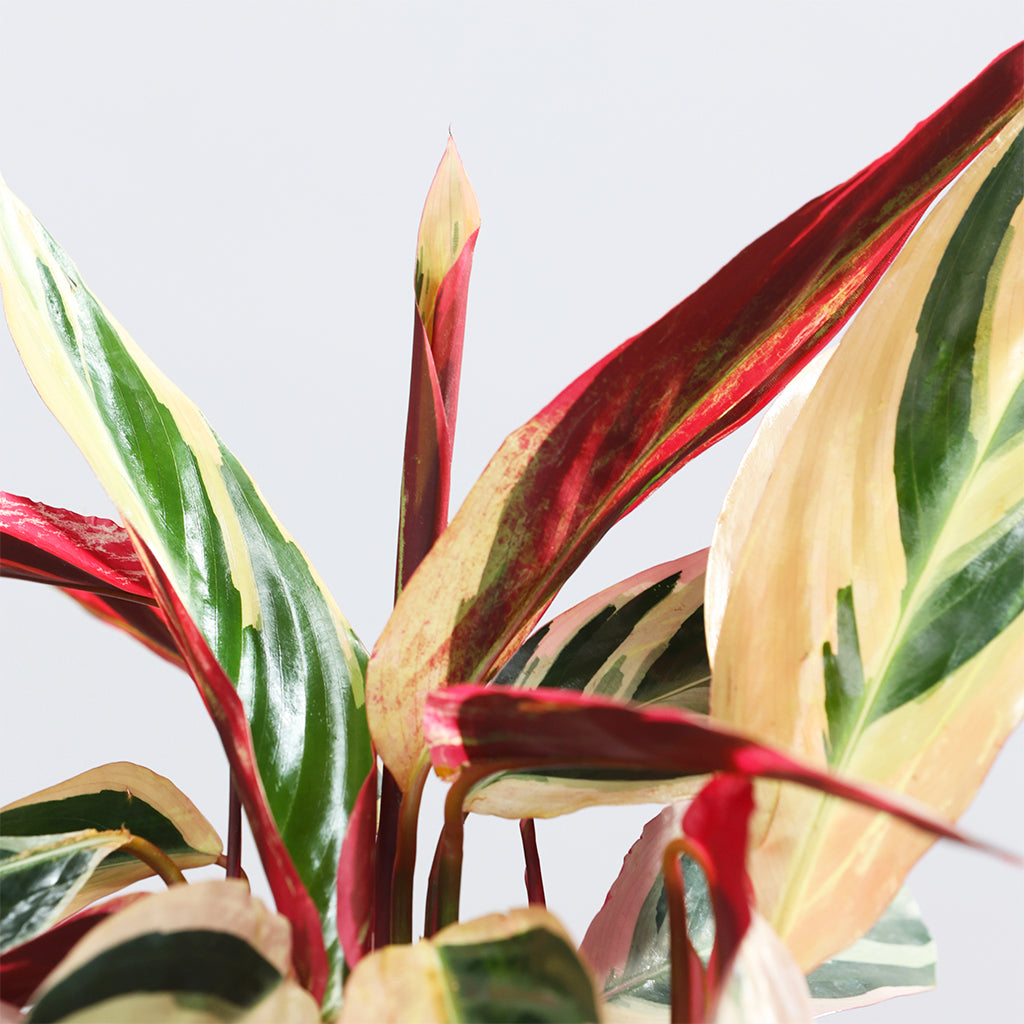 Calathea Triostar