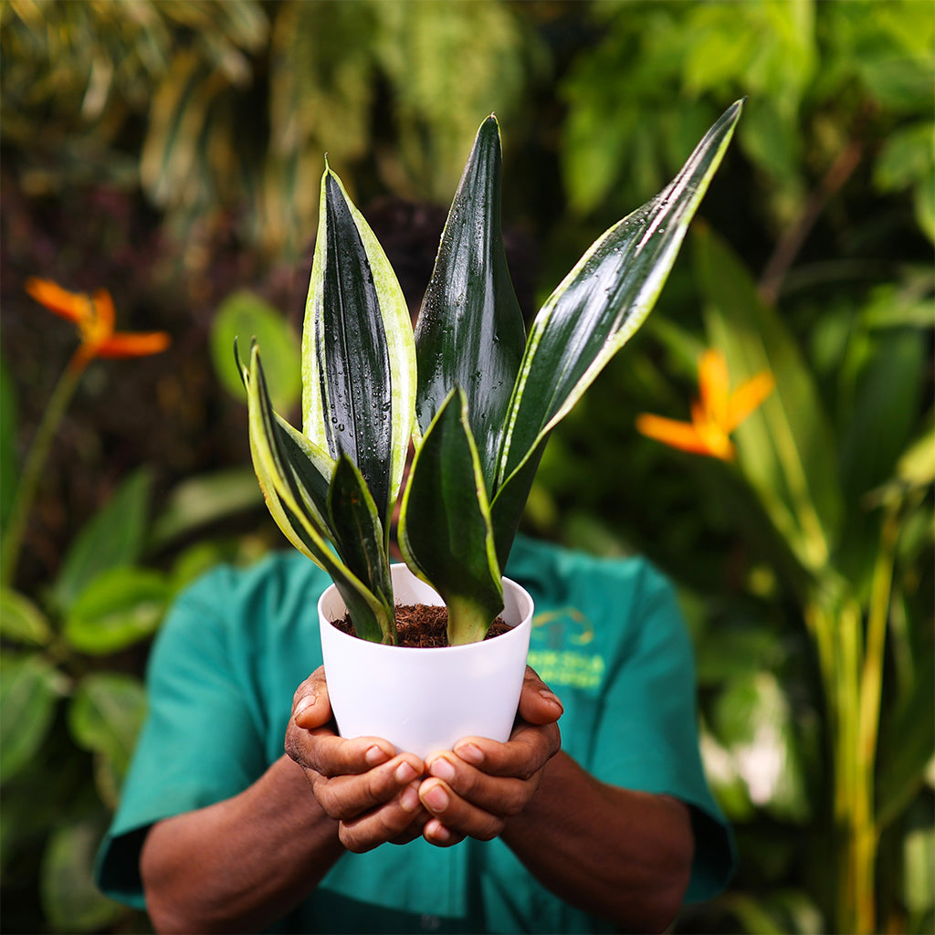 Sansevieria Black Gold