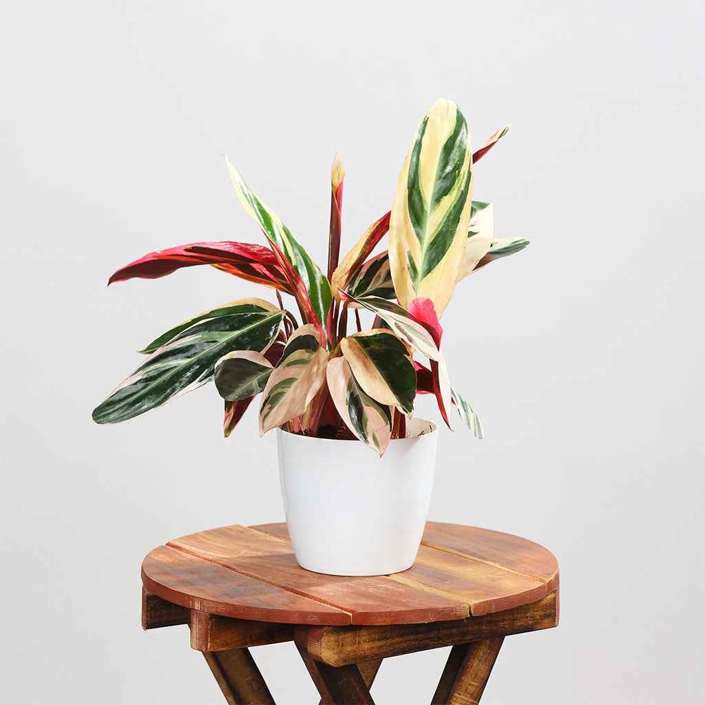 Calathea Triostar