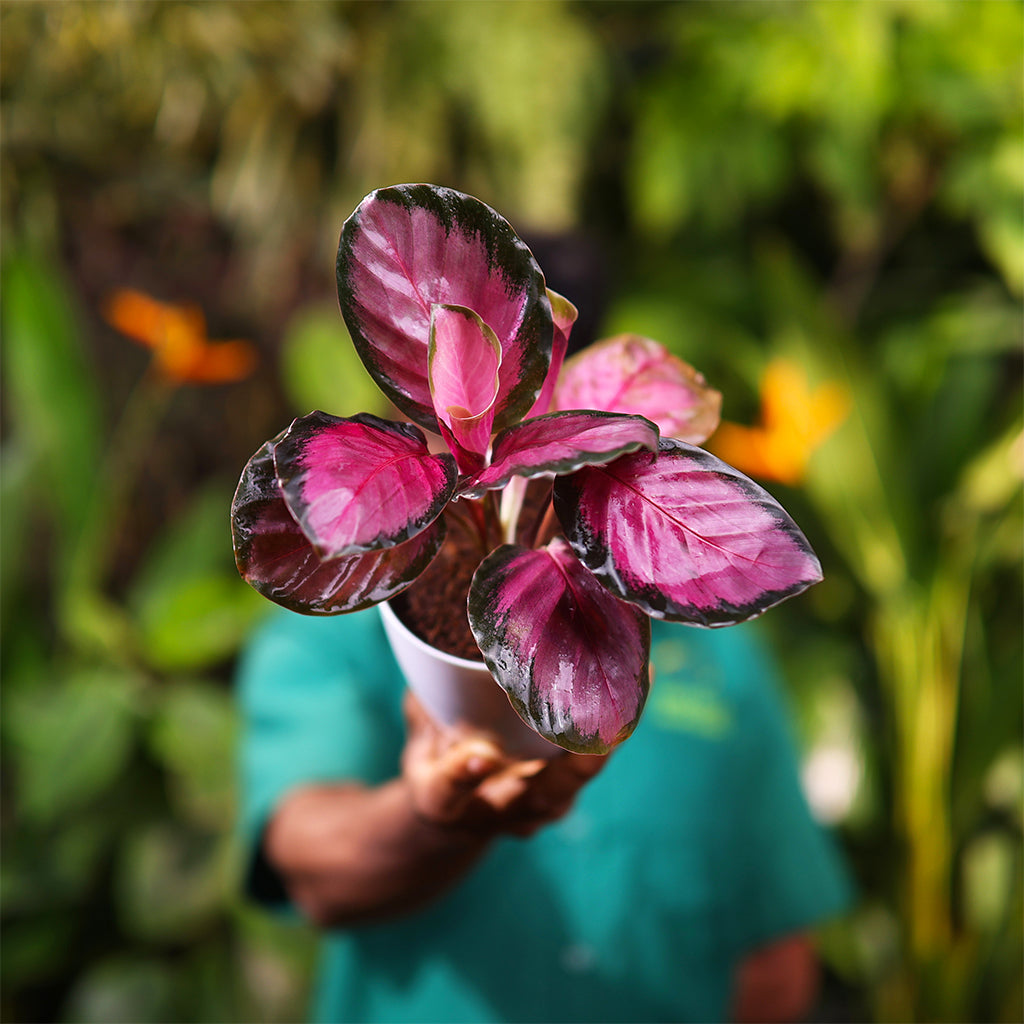 Calathea Roseopicta
