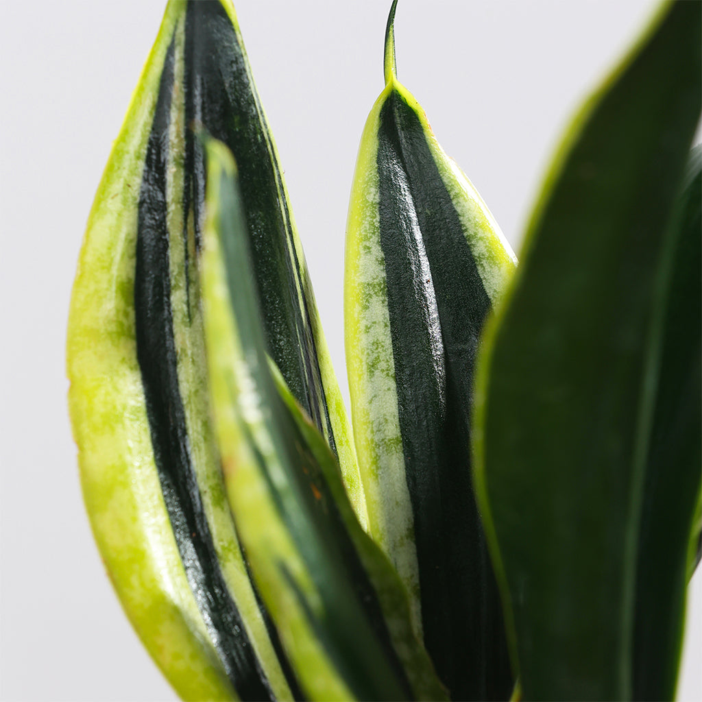 Sansevieria Black Gold