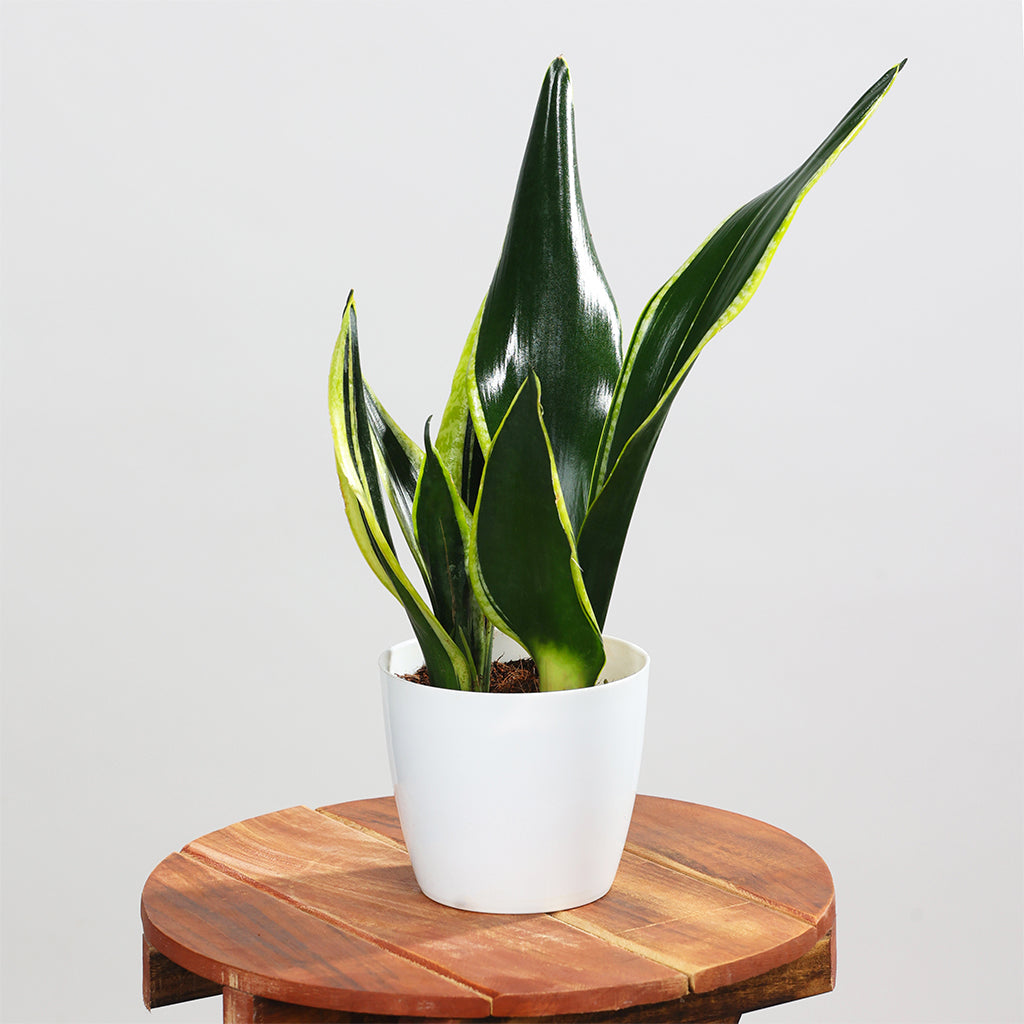 Sansevieria Black Gold