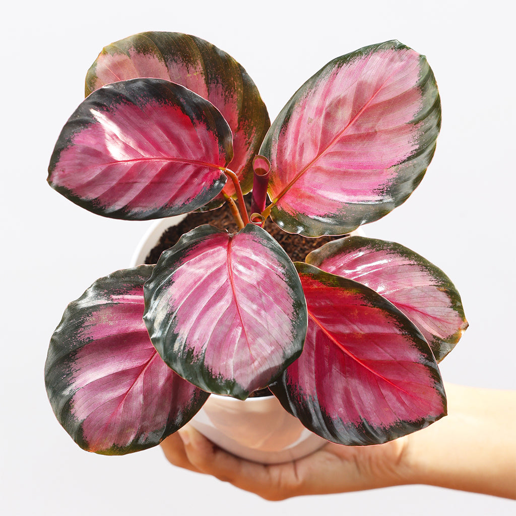 Calathea Roseopicta