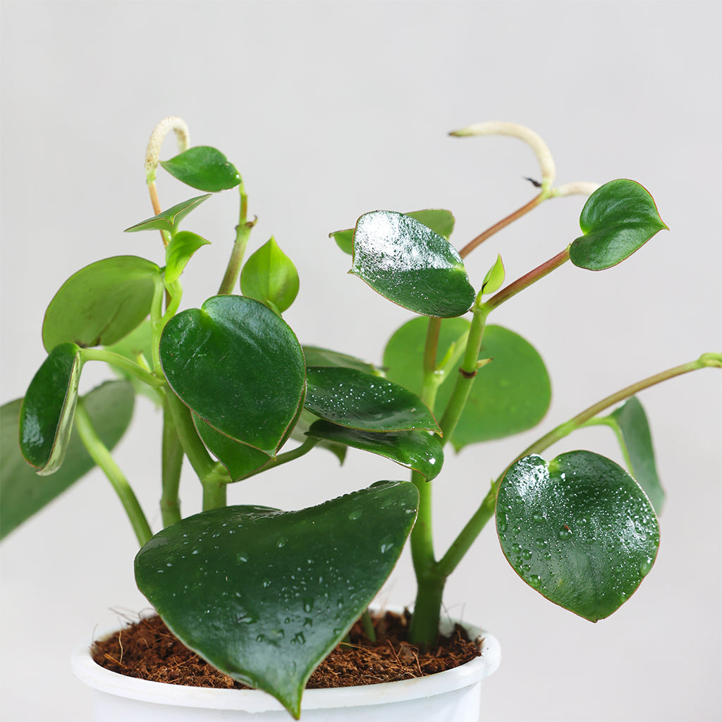 Raindrop Peperomia
