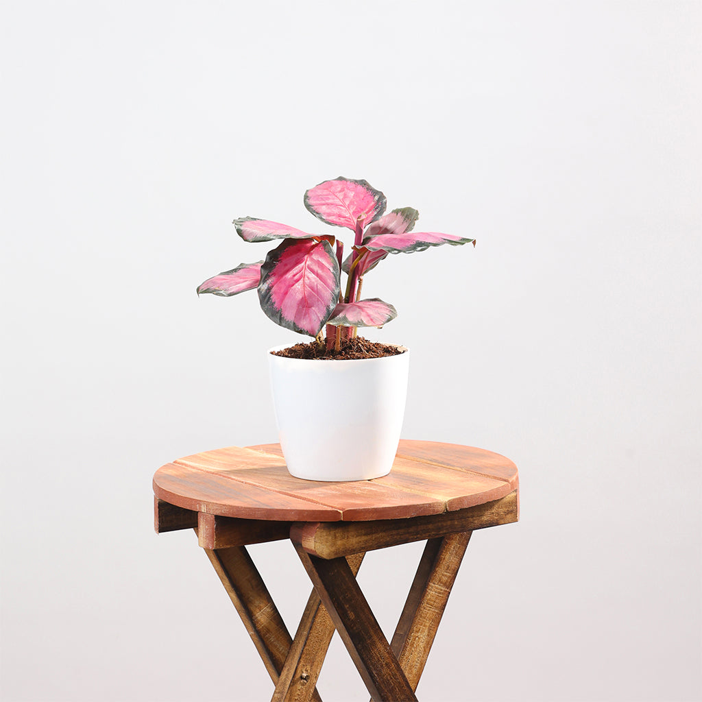 Calathea Roseopicta