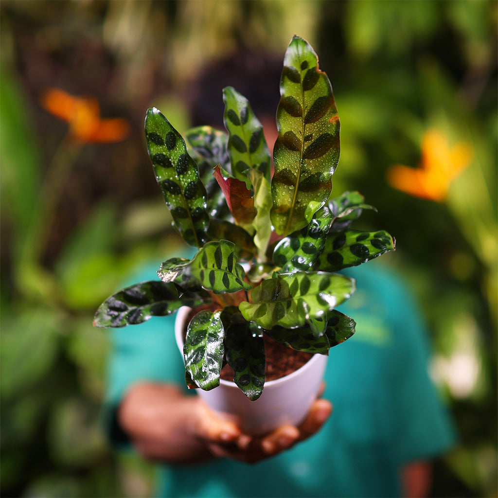 Calathea Rattlesnake