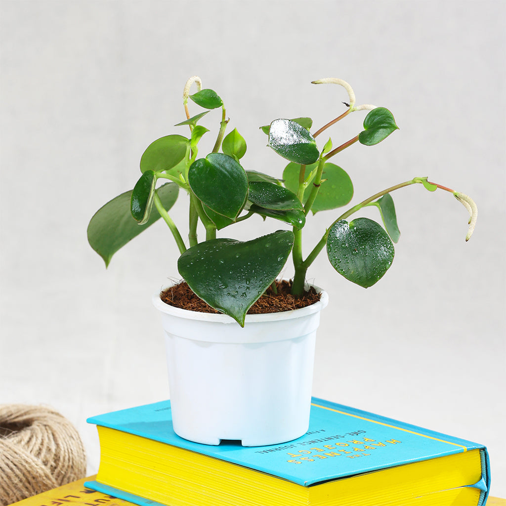 Raindrop Peperomia