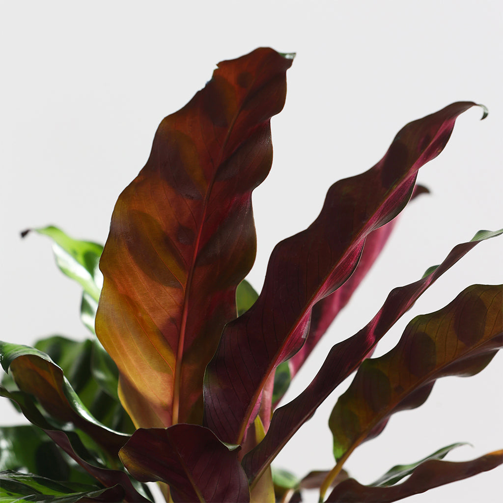 Calathea Rattlesnake