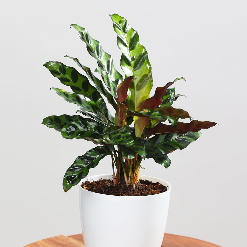 Calathea Rattlesnake