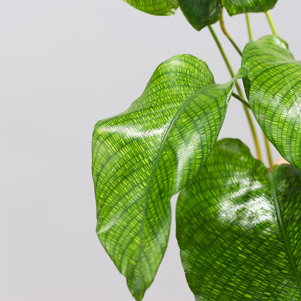 Calathea Musaica