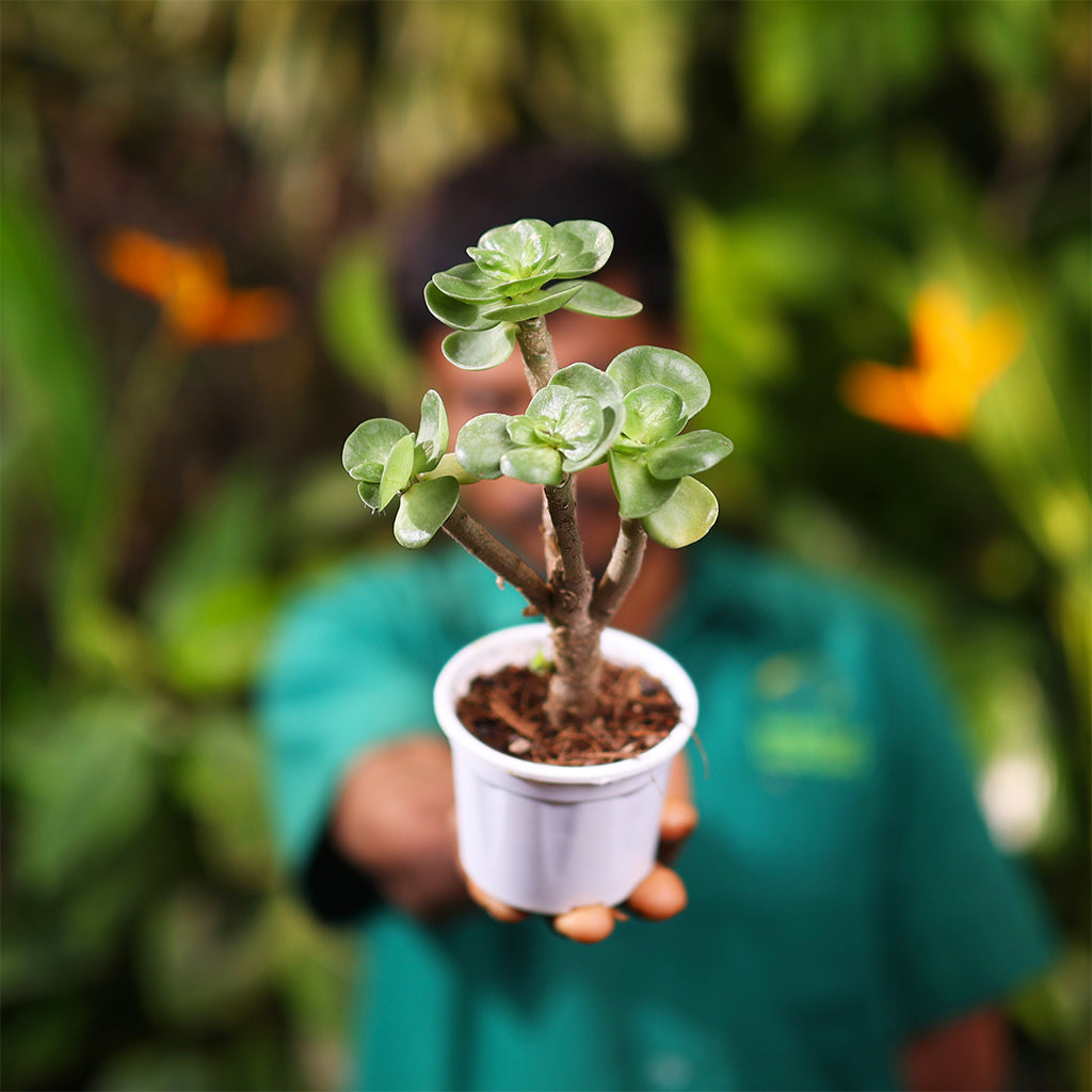 Portulaca Molokiniensis