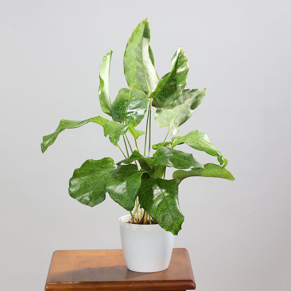 Calathea Musaica